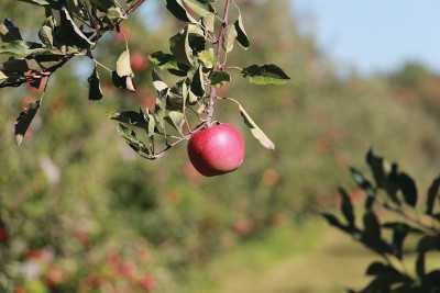 Products To Help Prevent Preharvest Drop In Apple Orchards