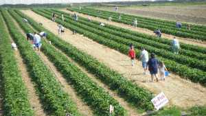 How U-Pick Farming Can Be A Sustainable Option For Your Operation