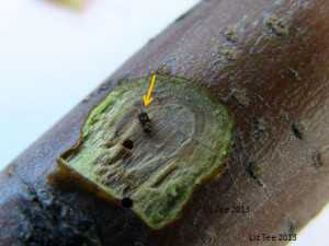 Black stem borer adult