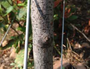 Black stem borer entry