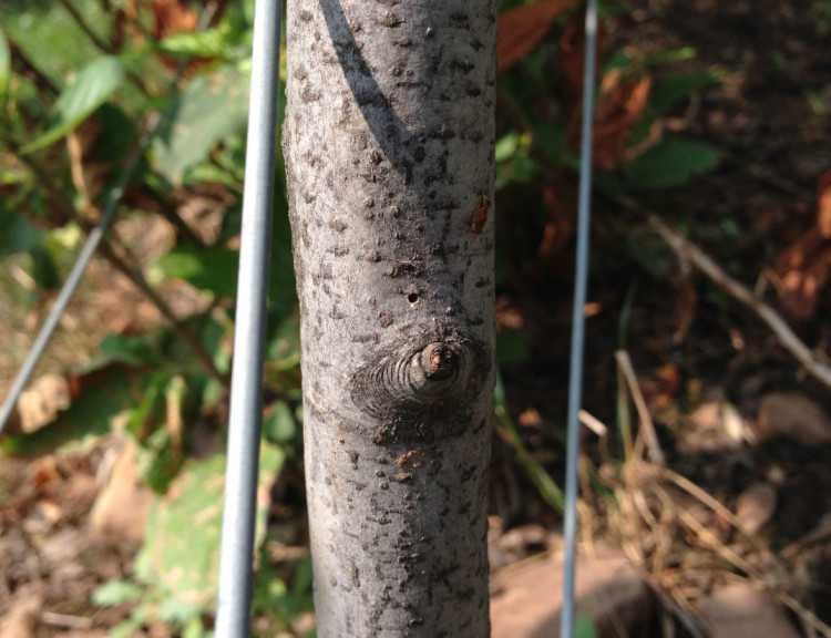 Black stem borer entry