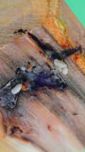 Black stem borer larvae