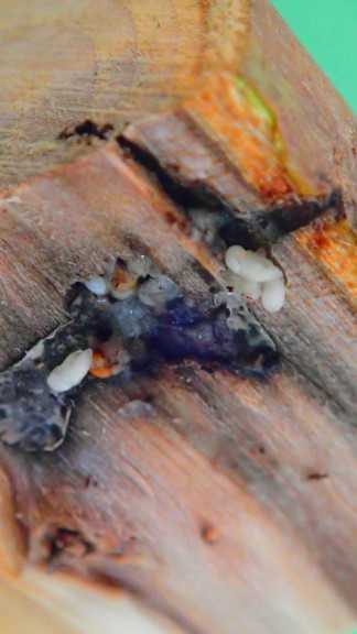 Black stem borer larvae
