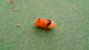 Black stem borer pupa