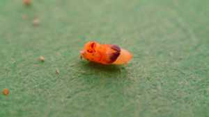 Black Stem Borer: Old Pest, But New Problem For New York Apple Growers [Slideshow]