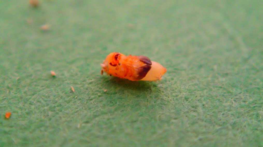Black Stem Borer: Old Pest, But New Problem For New York Apple Growers [Slideshow]