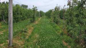 New Broad-Spectrum Herbicide Released by Nufarm