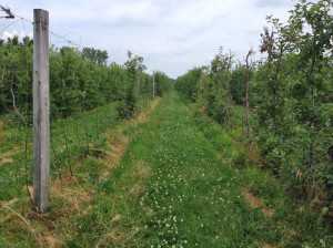 Evidence of black stem borer