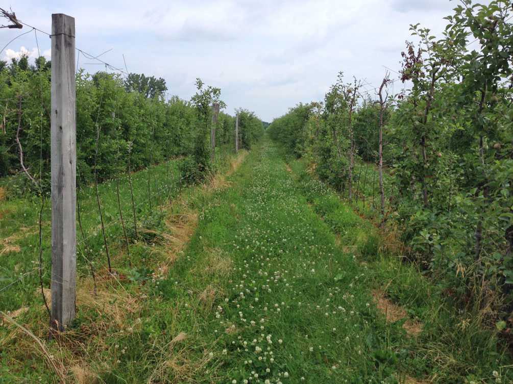 New Broad-Spectrum Herbicide Released by Nufarm