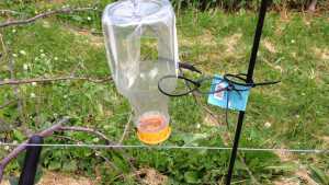 A Cool, Wet Spring Means Increased Pest Pressure On The Farm