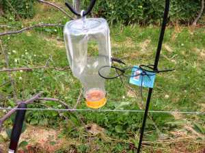 Black stem borer trap