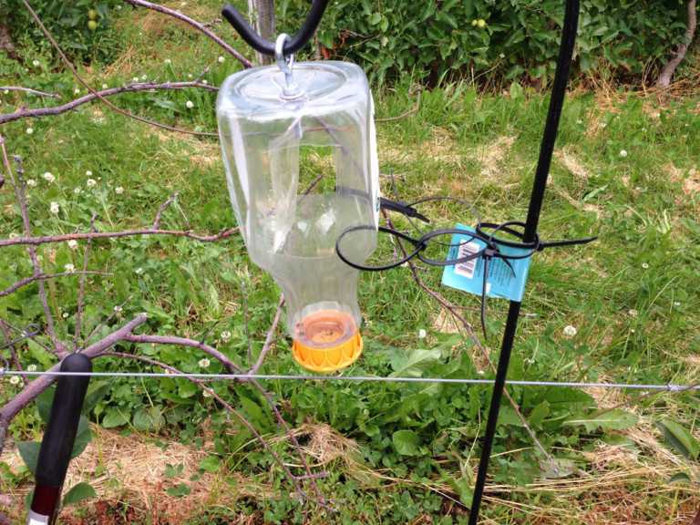 Black stem borer trap