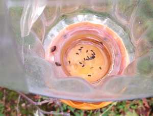 Black stem borer in trap