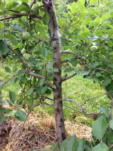Black stem borer infestation