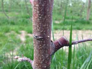 Black stem borer infestation