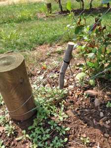 Black stem borer trap