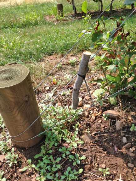 Black stem borer trap