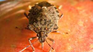 Strategies To Prevent Secondary Pests Following Sprays For Brown Marmorated Stink Bug