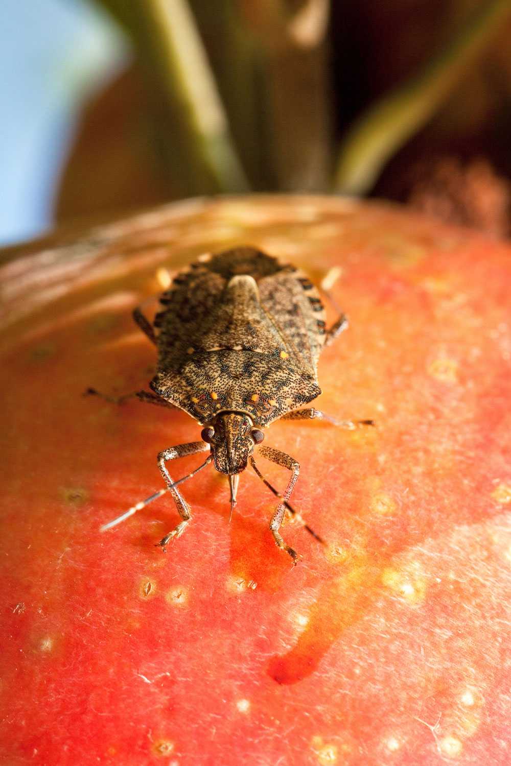 Summer Management Tips Of Orchard Pests - Growing Produce