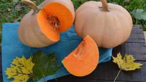 Four Exceptional Vegetable Varieties From Seedway