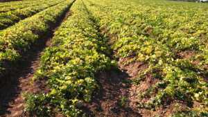 Protect Melons From Whitefly-Transmitted Virus