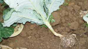 Don’t Let Your Cruciferous Crops Get Beaten By Clubroot