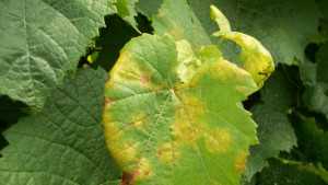 Downy Mildew Hits Finger Lakes Grapes