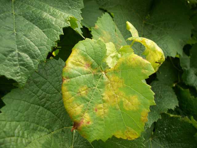 Summer Control Options For Downy Mildew