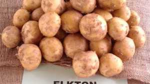 New Florida Potato Variety Primed For Chip Market