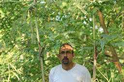 New York Combats Giant Weed