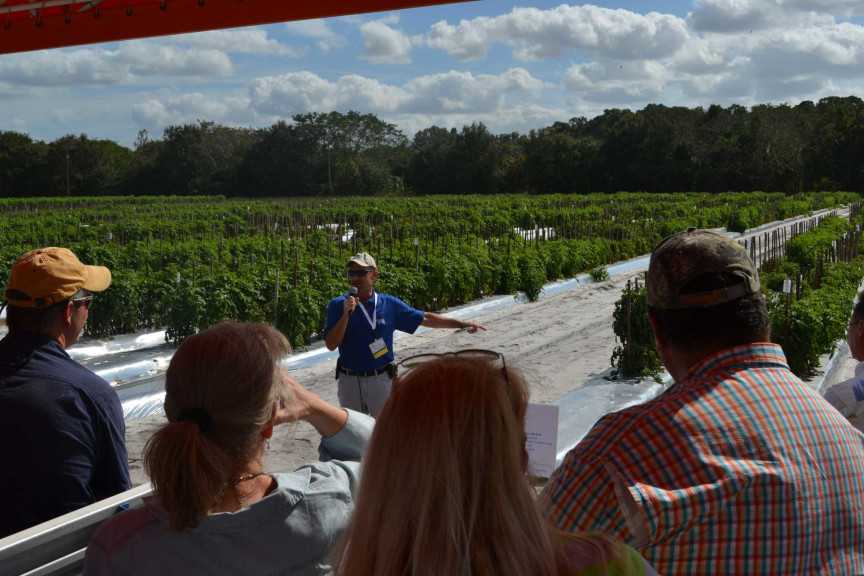 Hugh Smith: Whitefly And TYLCV Management