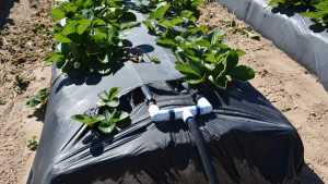 How to Match Drip Irrigation to Improve Berry Water Management