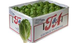 Tanimura & Antle Introduces New Lettuce Variety 
