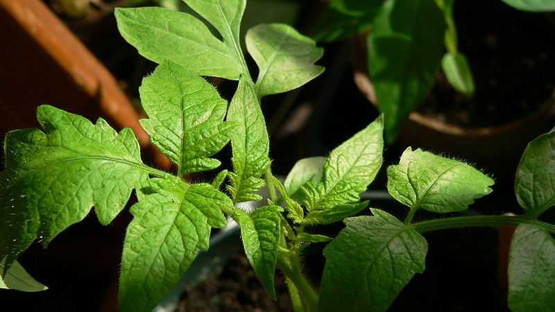 New Mechanism Developed To Prevent Tomato Wilting