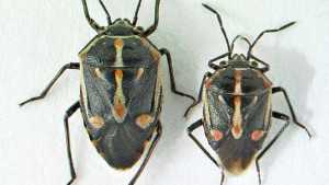 Take The Battle To Bagrada Bugs
