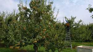 Northwest Pear Crop Estimate Revised Upward