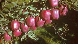 A Century of Washington Apples