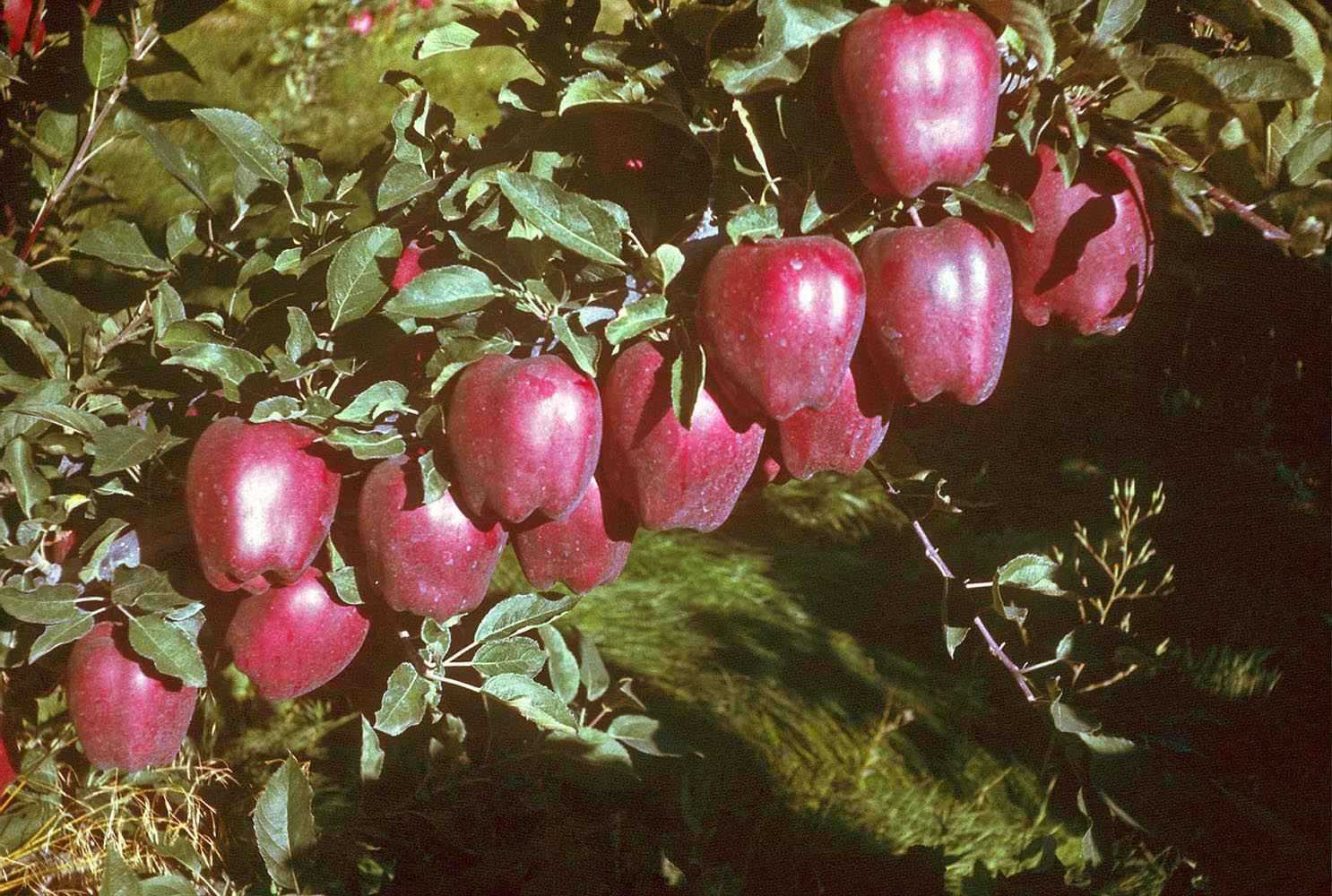 All Apple Varieties - Washington Apples