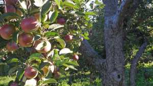 New York’s 2014 Apple Crop Forecast At 30 Million Bushels