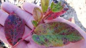 Michigan State University Extension Offers Tips To Prevent Leaf Rust In Blueberries