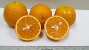 New Orange Pipeline Full Of Juice