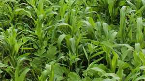 Cover Crop Solutions Offers New Three-Way Cover Crop Mix