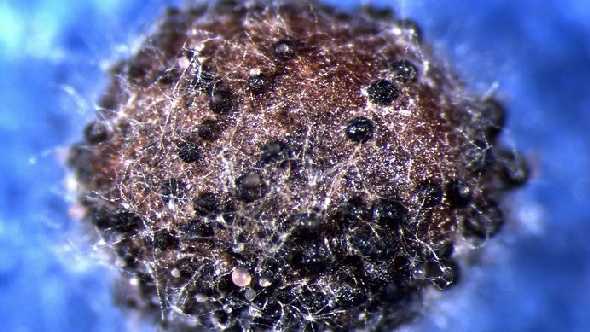 Fungal Disease Outbreak Hits Pacific Northwest Vegetables