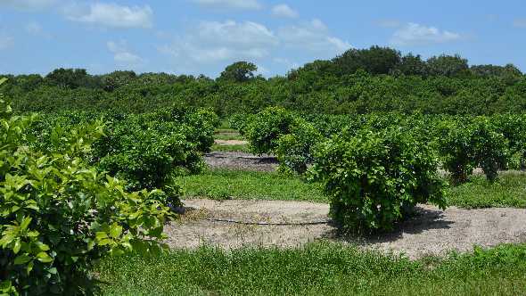 Consolidated Citrus Eyes Giant Planned Agricultural, Employment Center Project