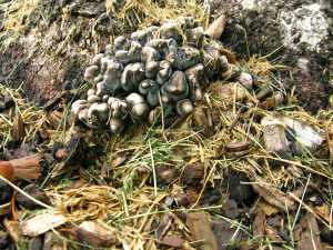 dead man's fingers apple pathogen