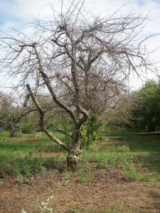 dying-apple-tree