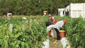 Remembering Ag’s Labor Needs [opinion]