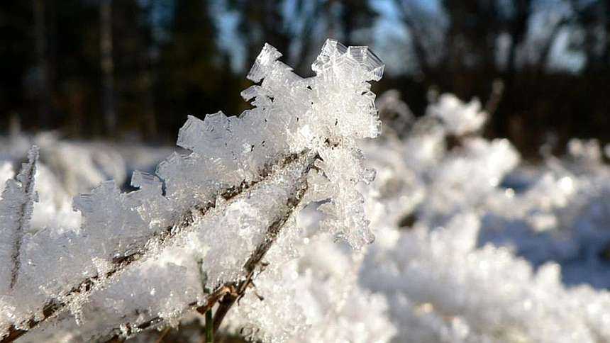 Biostimulants Could Provide Extra Layer of Cold Protection for Plants