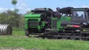 Florida Energy Firm Charged Up About Citrus Biomass Potential