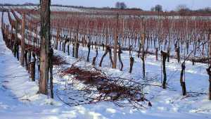 Unique Way for Grape Growers To Plan for Spring Frost